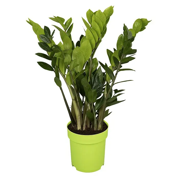 Piardino Glücksfeder - Zamioculcas zamiifolia, Topfgröße: 17 cm - Grüne Zimmerpflanze Zamioculcas im hellgrünen Topf. Dekorative, pflegeleichte Pflanze für Innenräume, die ein frisches Ambiente schafft.