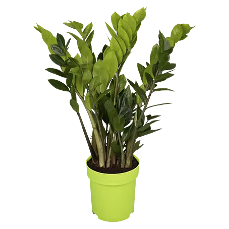 crassula sarmentosa variegata Crassula sarmentosa f. variegata main image 1