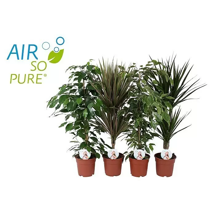 Piardino Air So Pure Zimmerpflanzen-Mix ExclusiveArtenmix, Topfgröße: 17 cm