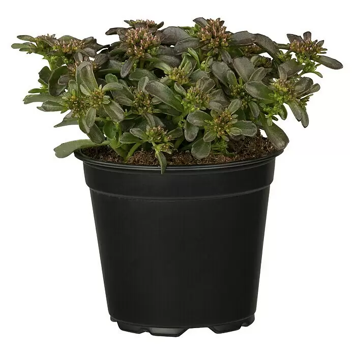 Piardino Garten-Teppich-FettblattSedum spurium Deep Rose, Topfgröße: 13 cm