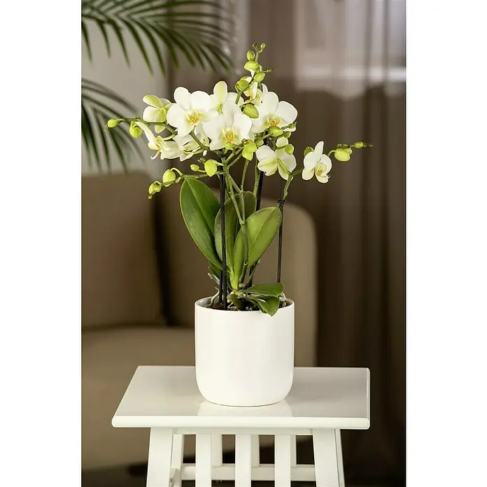 Piardino Schmetterlingsorchidee - Phalaenopsis Hybride, Topfgröße: 13 cm, Sortenabhängig, Aufrecht - Elegante weiße Orchidee in einem weißen Topf auf einem kleinen Tisch, ein dekoratives Element für jeden Raum.