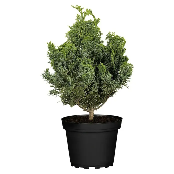 Piardino Kleine Muschelzypresse - Chamaecyparis obtusa 'Nana Gracilis', Topfgröße: 19 cm - Nahaufnahme eines Topf-Zypressenbaums, der in einem einfachen schwarzen Topf für eine minimalistische Innenraumdekoration steht.