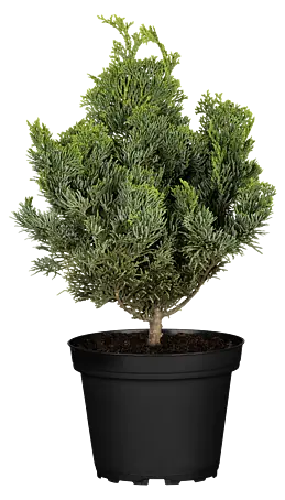 Piardino Kleine Muschelzypresse - Chamaecyparis obtusa 'Nana Gracilis',  Topfgre: 19 cm online kaufen bei BAUHAUS