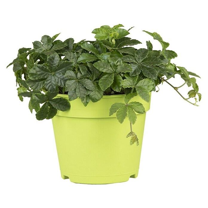 Piardino Zimmerwein - Parthenocissus Hybriden 12 online kaufen bei BAUHAUS
