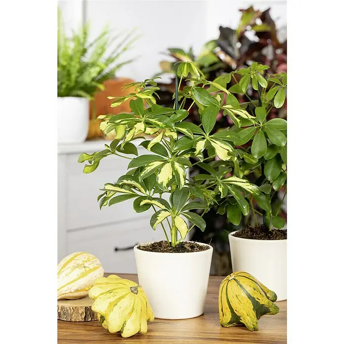 Piardino Strahlenaralie Gerda - Schefflera arboricola, Topfgröße: 12 cm, Grün/Weiß - Nahaufnahme von zwei Zimmerpflanzen in weißen Töpfen mit gelb-grünen Kürbissen auf einem Holztisch.