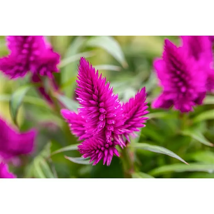 Piardino Celosia argentea - Celosia argentea var. plumosus, Tamaño de maceta: 14 cm - Primer plano de flores de celosía de color rosa brillante con follaje verde. Esta flor es conocida por su textura aterciopelada y color llamativo.