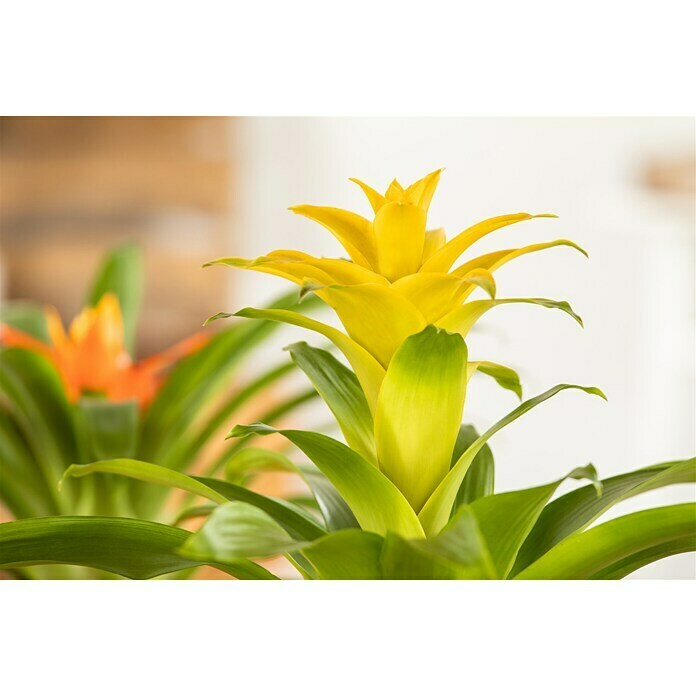 Piardino Bromelie (Bromelia, Topfgröße: 10 cm, Sortenabhängig) | BAUHAUS
