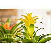 Piardino Bromelie (Bromelia, Topfgröße: 10 cm, Sortenabhängig) | BAUHAUS