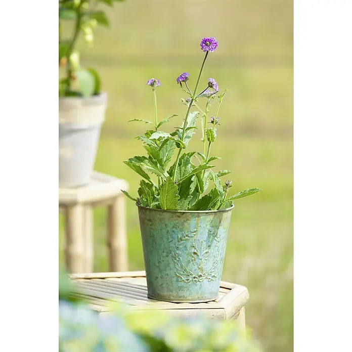 Piardino Eisenkraut - Verbena rigida, Topfgröße: 13 cm, Violett - Schöne Nahaufnahme einer Verbene-Pflanze in einem dekorativen, türkisfarbenen Topf auf einem Bambustisch, die eine ruhige Gartenszene darstellt.