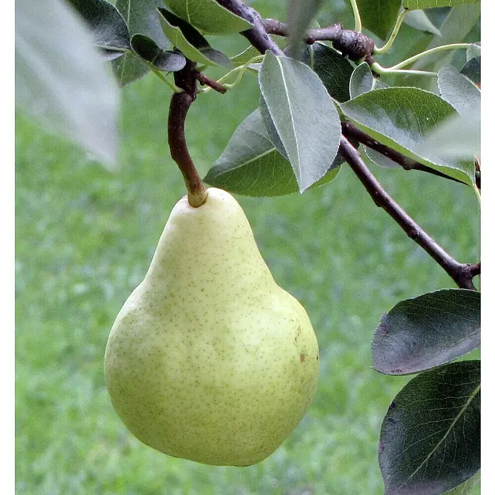 Piardino Bio Birnenbaum - Pyrus communis 'Gute Luise', Topfvolumen: 7 l, Erntezeit: September - Eine saftige, grüne Birne hängt an einem Ast, umgeben von grünen Blättern. Das reife Obst verspricht einen süßen und erfrischenden Genuss.