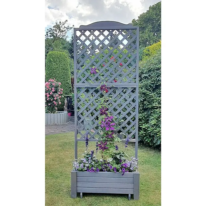Promadino Pflanzkasten Romantica - Außenmaß (L x B x H): 210 x 38 x 80 cm, Holz, Grau - Eine graue Pflanzkasten-Rankgitter-Kombination, geschmückt mit violetten Clematis-Blüten, steht auf einem gepflegten Rasen.