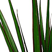 Drachenbaum (Dracaena marginata, Topfgröße: 12 cm, Grün)