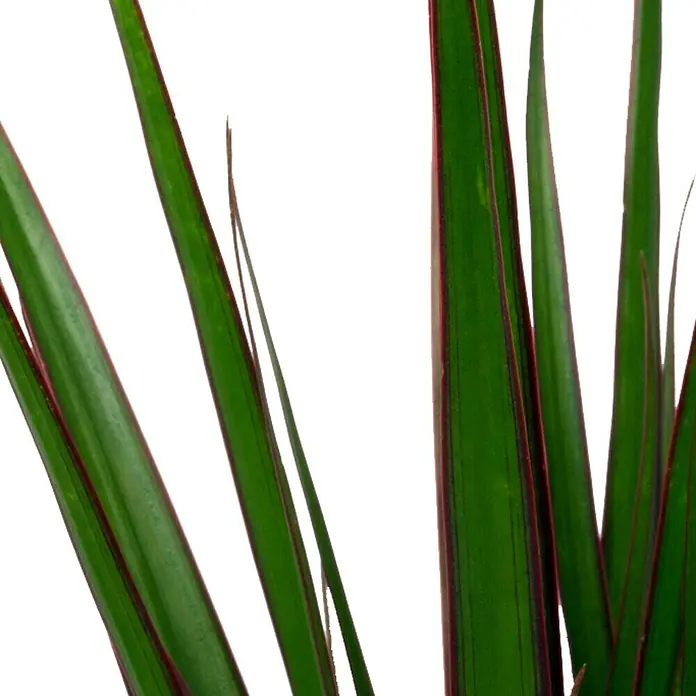 Piardino Drachenbaum - Dracaena marginata, Topfgröße: 12 cm, Grün - Nahaufnahme einer Dracaena marginata Pflanze mit langen, grünen Blättern und roten Rändern vor einem neutralen Hintergrund.