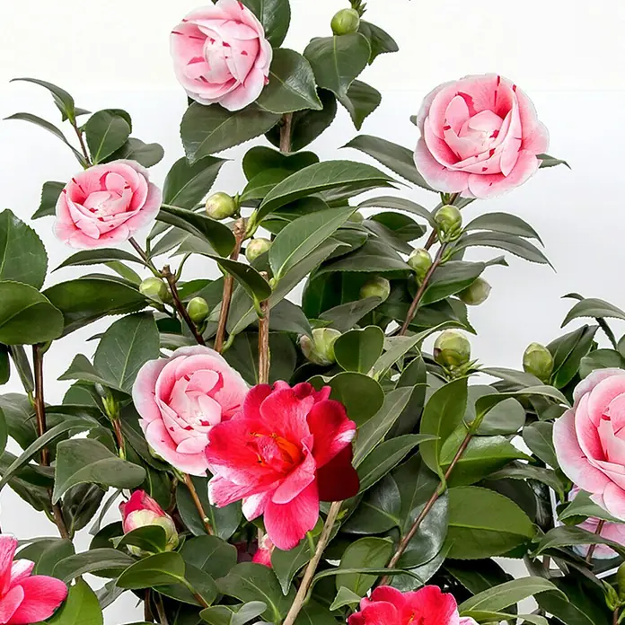 Piardino Japanische Kamelie - Camellia japonica, Topfgröße: 15 cm, Blütenfarbe: Sortenabhängig - Nahaufnahme einer Kamelienpflanze mit rosa und roten Blüten vor einem weißen Hintergrund.