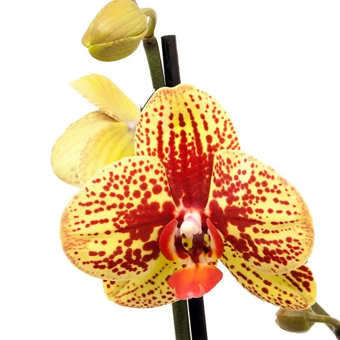 Piardino Orquídea mariposa - Phalaenopsis Hybride Dancing Leopard, Tamaño de maceta: 12 cm, Bicolor, Número de brotes: 2 ud., En posición vertical - Primer plano de una orquídea amarilla y roja con muchos puntos y un tallo de yema sobre un fondo blanco puro.