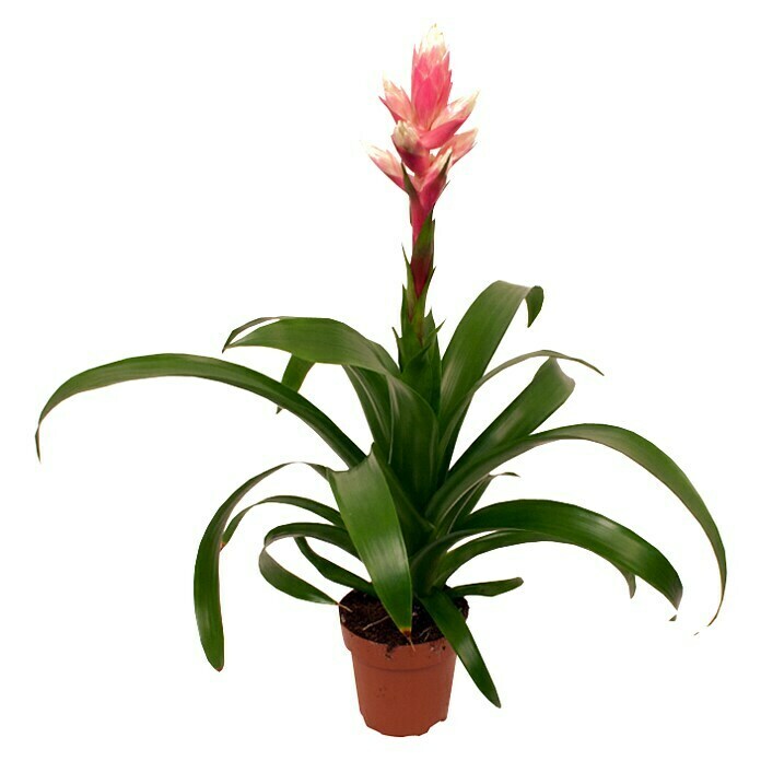 Guzmania hybride 12 Candy