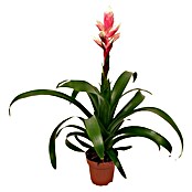 Guzmania hybride 12 Candy