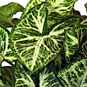 Singonio (Syngonium podophyllum, Tamaño de maceta: 12 cm)