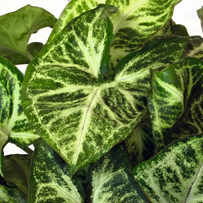 Piardino Singonio - Syngonium podophyllum, Tamaño de maceta: 12 cm - Un primer plano que muestra las llamativas hojas de una planta de Caladium, destacando su variegación única verde y blanca.