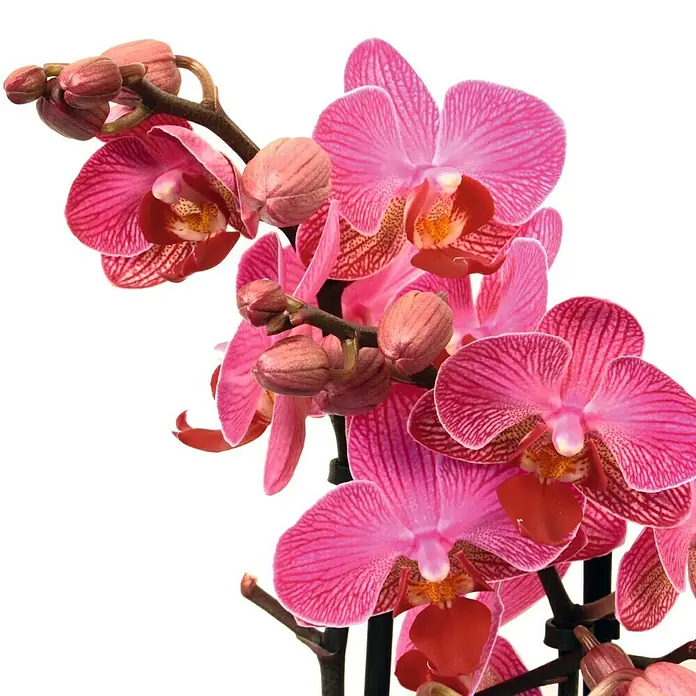 Piardino Orquídea mariposa - Phalaenopsis Hybride, Tamaño de maceta: 11 cm, Rosa, Número de brotes: 2 ud., En posición vertical - Primer plano de una orquídea rosa con finas rayas en los pétalos y un centro amarillo y rojo, aislado sobre blanco.
