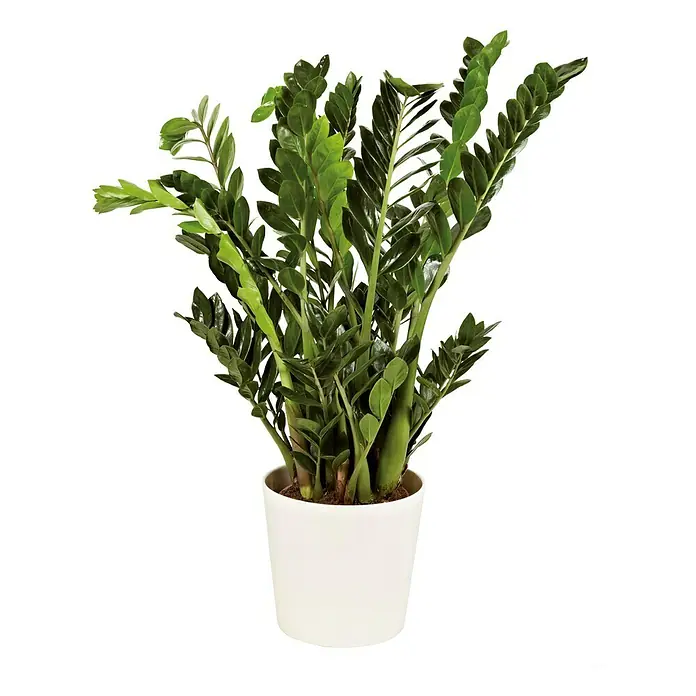 Soendgen Keramik Übertopf rund Dallas Esprit - Außenmaß (Ø x H): 32 x 31 cm, Weiß, Keramik, Matt - Zimmerpflanze Zamioculcas zamiifolia in einem weißen Topf. Diese pflegeleichte Pflanze ist ideal für jeden Raum und bringt ein wenig Grün in Ihr Zuhause.