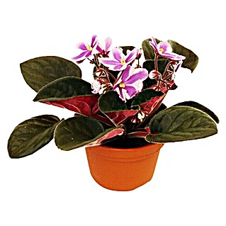 Piardino Violeta africana (Saintpaulia ionantha Inova Chimera, Tamaño de maceta: 12 cm, Color de flor: Bicolor)