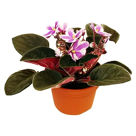 Piardino  Violeta africana
