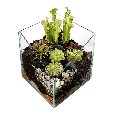 Piardino  Bepflanztes Terrarium