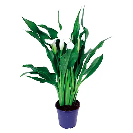 Piardino  Aralia