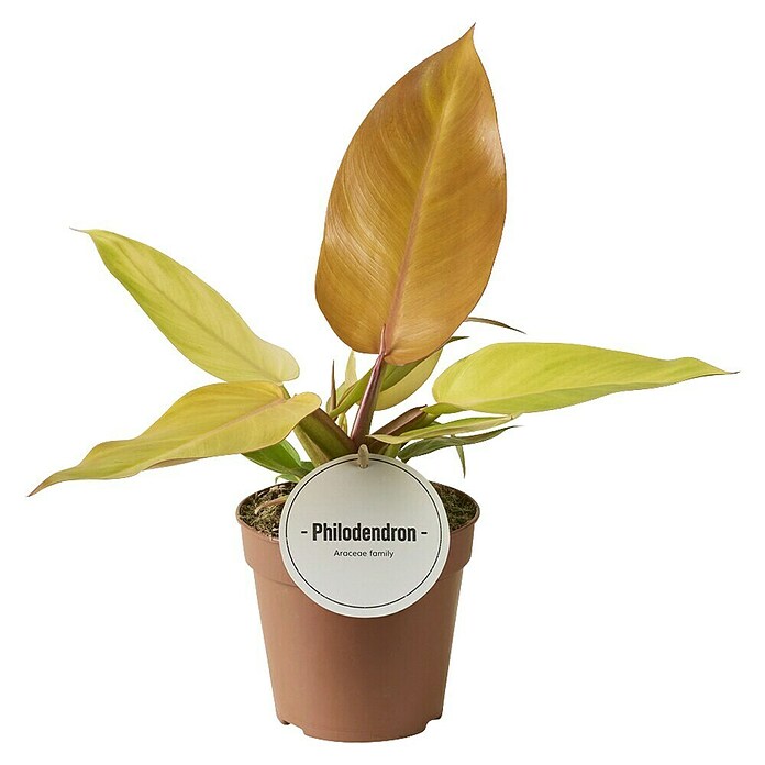 Piardino Baumfreund (Philodendron Hybriden Prince of orange, Topfgröße