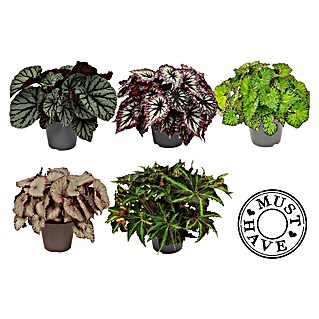 Piardino Begonie (Begonia rex, Topfgröße: 17 cm, 1 Stück)