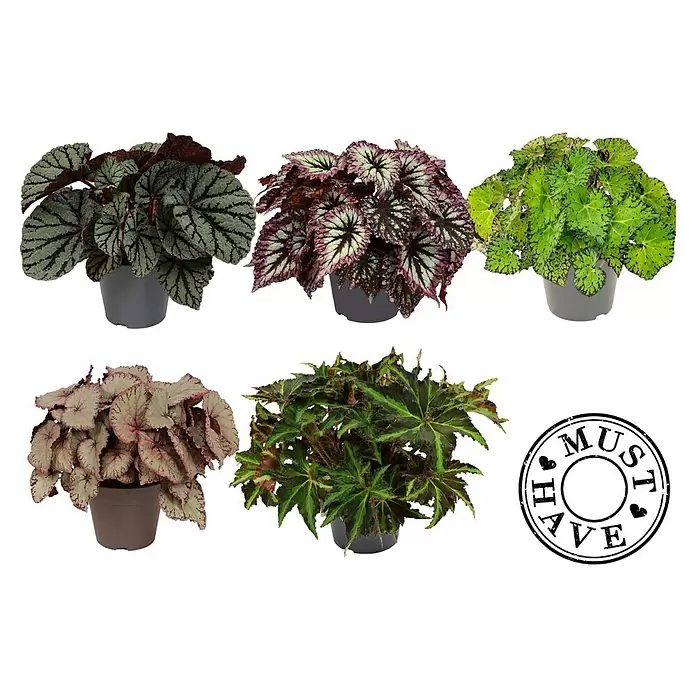 Piardino BegonieBegonia rex, Topfgröße: 17 cm, 1 Stück