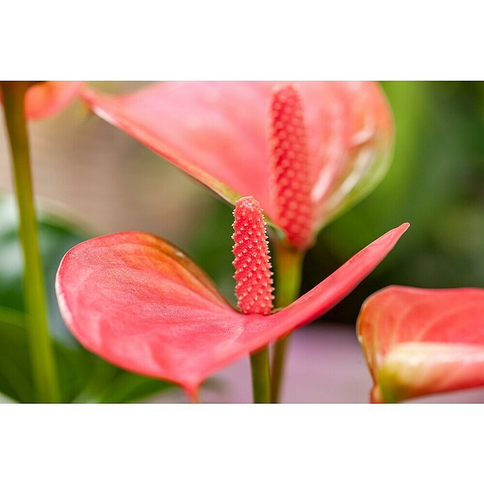 Piardino Flamingoblume (Anthurium andreanum, Topfgröße: 17 cm, Rosa) | BAUHAUS