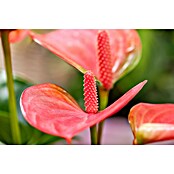 Piardino Flamingoblume (Anthurium andreanum, Topfgröße: 17 cm, Rosa) | BAUHAUS