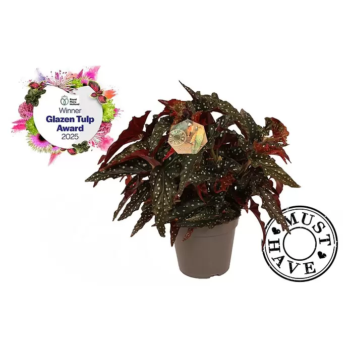 Piardino ForellenbegonieBegonia maculata Blackforest, Topfgröße: 17 cm