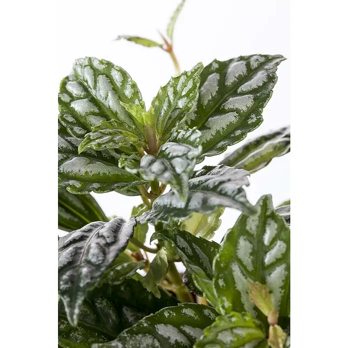 Piardino Kanonierblume - Pilea spruceana, Topfgröße: 12 cm, Blattfarbe: Grün - Nahaufnahme einer Aluminiumpflanze mit grünen Blättern und silberfarbenen Markierungen.
