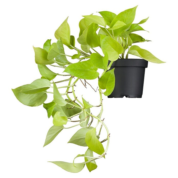 Piardino Efeutute (Epipremnum pinnatum 'Golden Pothos', Topfgröße: 12 cm) | BAUHAUS