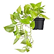 Piardino Efeutute (Epipremnum pinnatum 'Golden Pothos', Topfgröße: 12 cm) | BAUHAUS