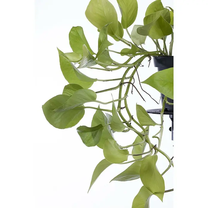 Piardino Efeutute - Epipremnum pinnatum 'Golden Pothos', Topfgröße: 12 cm - Detailaufnahme einer üppigen Zimmerpflanze mit hellgrünen Blättern, die für frische Akzente im Raum sorgt. Ideal für helle Standorte ohne direkte Sonne.