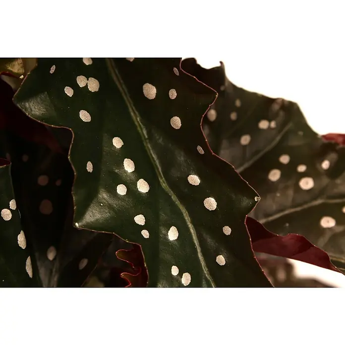 Piardino ForellenbegonieBegonia maculata Blackforest, Topfgröße: 17 cm - Nahaufnahme einer Begonia maculata Pflanze mit dunkelgrünen Blättern und silberfarbenen Tupfen, die ein elegantes und dekoratives Muster bilden.