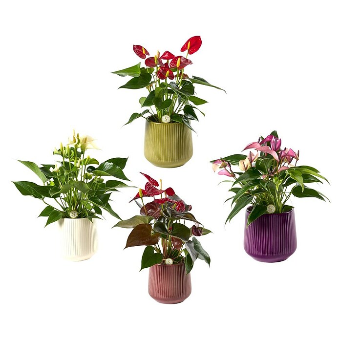 Piardino Flamingoblume in Keramik (Anthurium andreanum, Topfgröße: 15 cm) | BAUHAUS