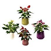 Piardino Flamingoblume in Keramik (Anthurium andreanum, Topfgröße: 15 cm) | BAUHAUS