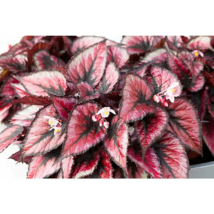 Piardino BegonieBegonia rex, Topfgröße: 17 cm, 1 Stück - Nahaufnahme einer üppigen Begonie mit roten und schwarzen Blättern, die ihre filigranen, zarten Blüten zur Schau stellt.