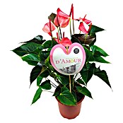 Piardino Flamingoblume Amalia (Anthurium andreanum, Topfgröße: 21 cm, Rosa) | BAUHAUS