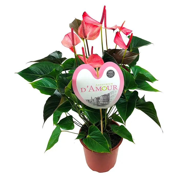 Piardino Flamingoblume AmaliaAnthurium andreanum, Topfgröße: 21 cm, Rosa
