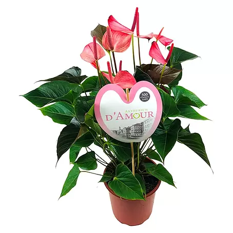 Piardino  Flamingoblume Amalia