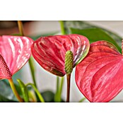 Piardino Flamingoblume (Anthurium andreanum, Topfgröße: 17 cm, Rosa) | BAUHAUS