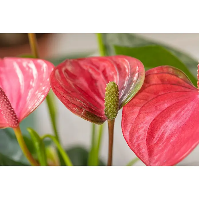 Piardino Flamingoblume - Anthurium andreanum, Topfgröße: 17 cm, Rosa - Nahaufnahme von Anthurienblüten mit leuchtend roten Hochblättern und einem grünen Blütenstand, die die Schönheit tropischer Pflanzen zeigen.