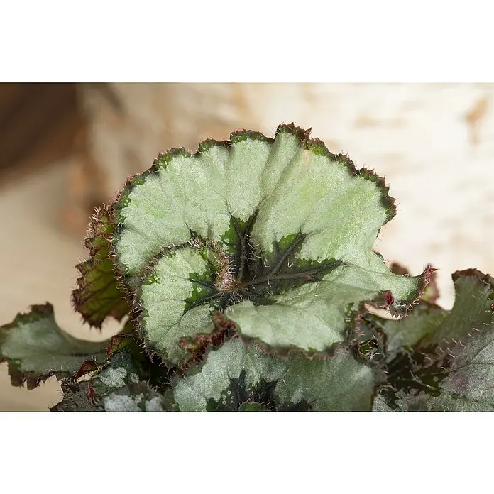 Piardino BegonieBegonia rex, Topfgröße: 17 cm, 1 Stück - Nahaufnahme eines dekorativen Begonienblattes mit grünen und dunklen Farbtönen, das die einzigartige Textur und Form hervorhebt.