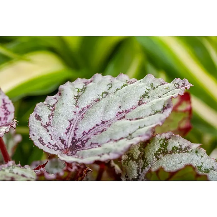 Piardino BegonieBegonia rex, Topfgröße: 17 cm, 1 Stück - Nahaufnahme eines Begonia Rex Blattes mit silbernen und burgunderroten Mustern.